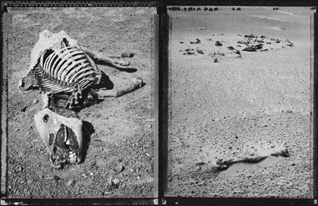 Drought, Gobi Desert (Nomadic Mongolia #7), 2002. © Elaine Ling