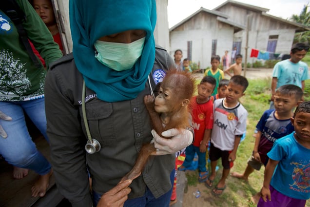A Sumatran orangutan threatens another nearby male in the Batang Toru Forest, North Sumatra Province, Indonesia,17 March 2014.