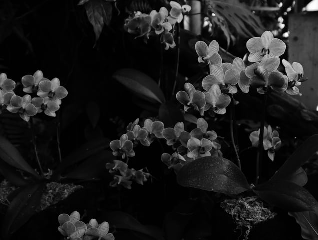 Shadow of flowers series-1