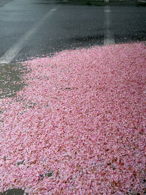 Fallen Blossoms