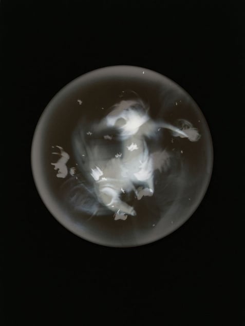 Plamacina Retroversta ic. III.  Specimen collected from Cobh shoreline, Cove of Cork. (White plastic horse, 3)