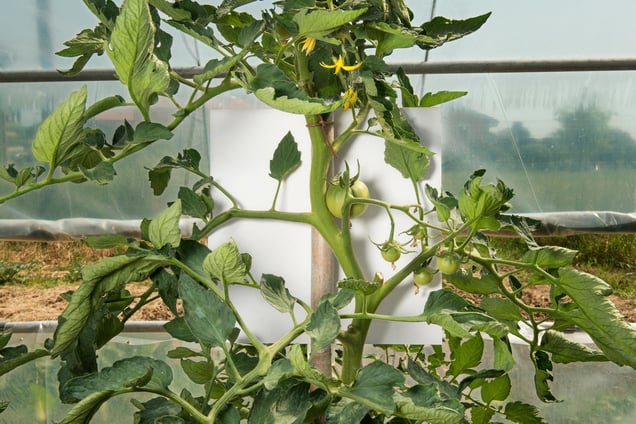 Stage: Liguria. Acqua di Ognio. A greenhouse's spring tomatoes, in the Ligurian mountains.