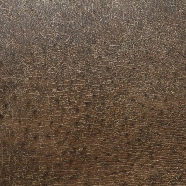 Hippopotamus © Yusuke Sakai