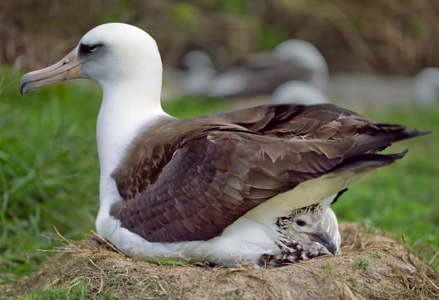 Laysan albatross parent and chick, Midway Island, 2012.