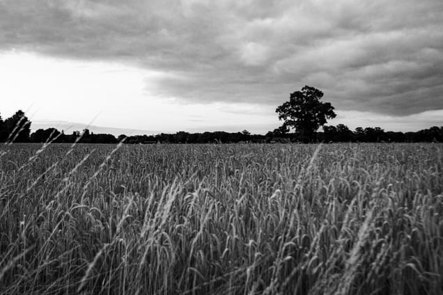 Countryside landscapes