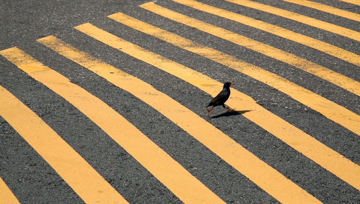 My first encounter with Mynah.