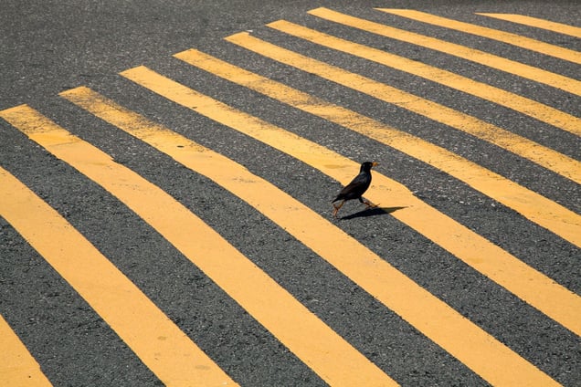 My first encounter with Mynah.