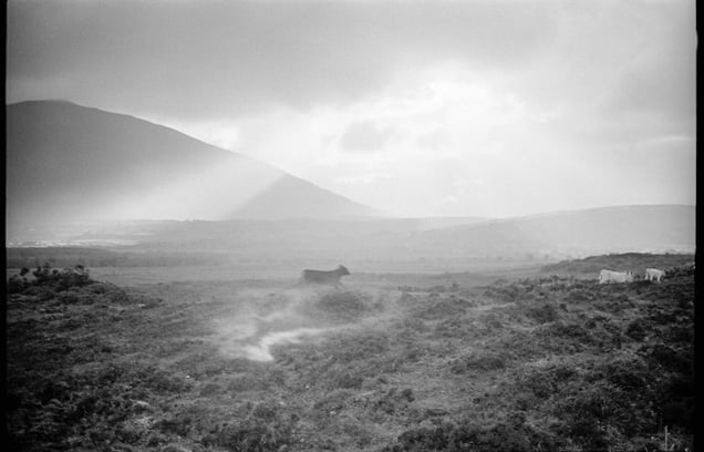 Back from Pontoon (Cavecalf). From the exhibition "Landscapes" © Tom Wood