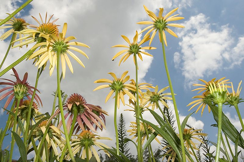 Flowers - Photographs and text by Tony Mendoza | LensCulture