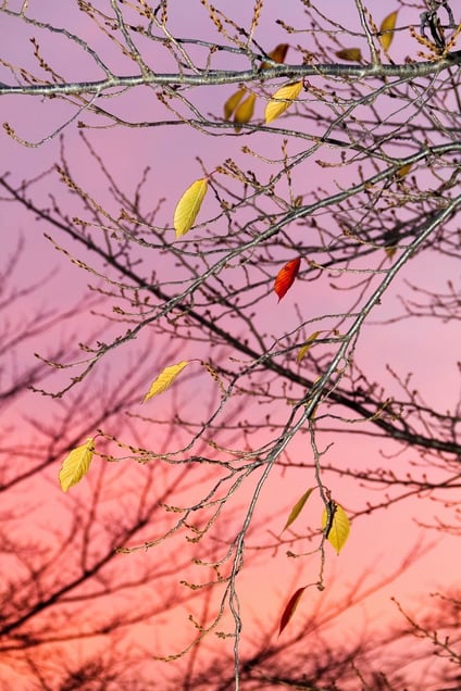 From the photo series "Tokyo Parrots" © Yoshinori Mizutani