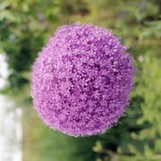 Lou-Lou van Staaveren