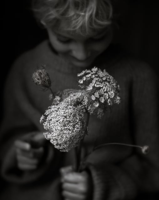 Queen Anne's Lace