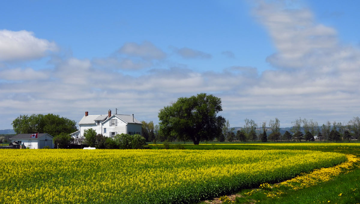 Canola farm