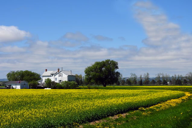 Canola farm