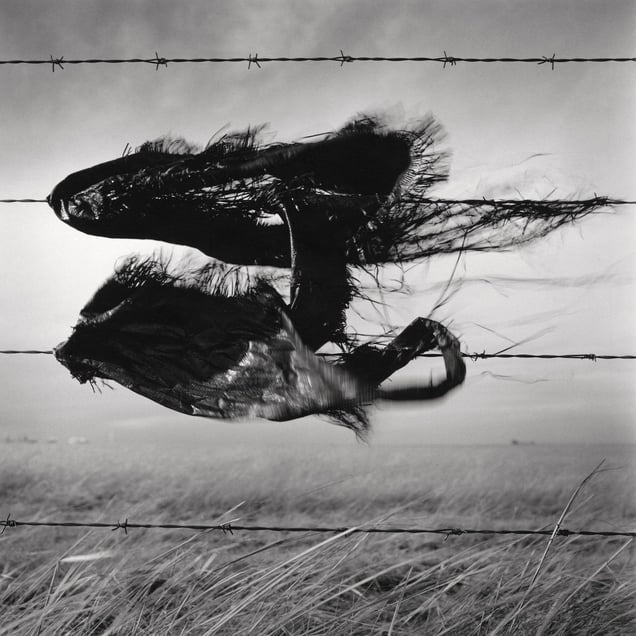 Snag #5 - 23rd Street N.W., Medicine Hat, AB, Canada