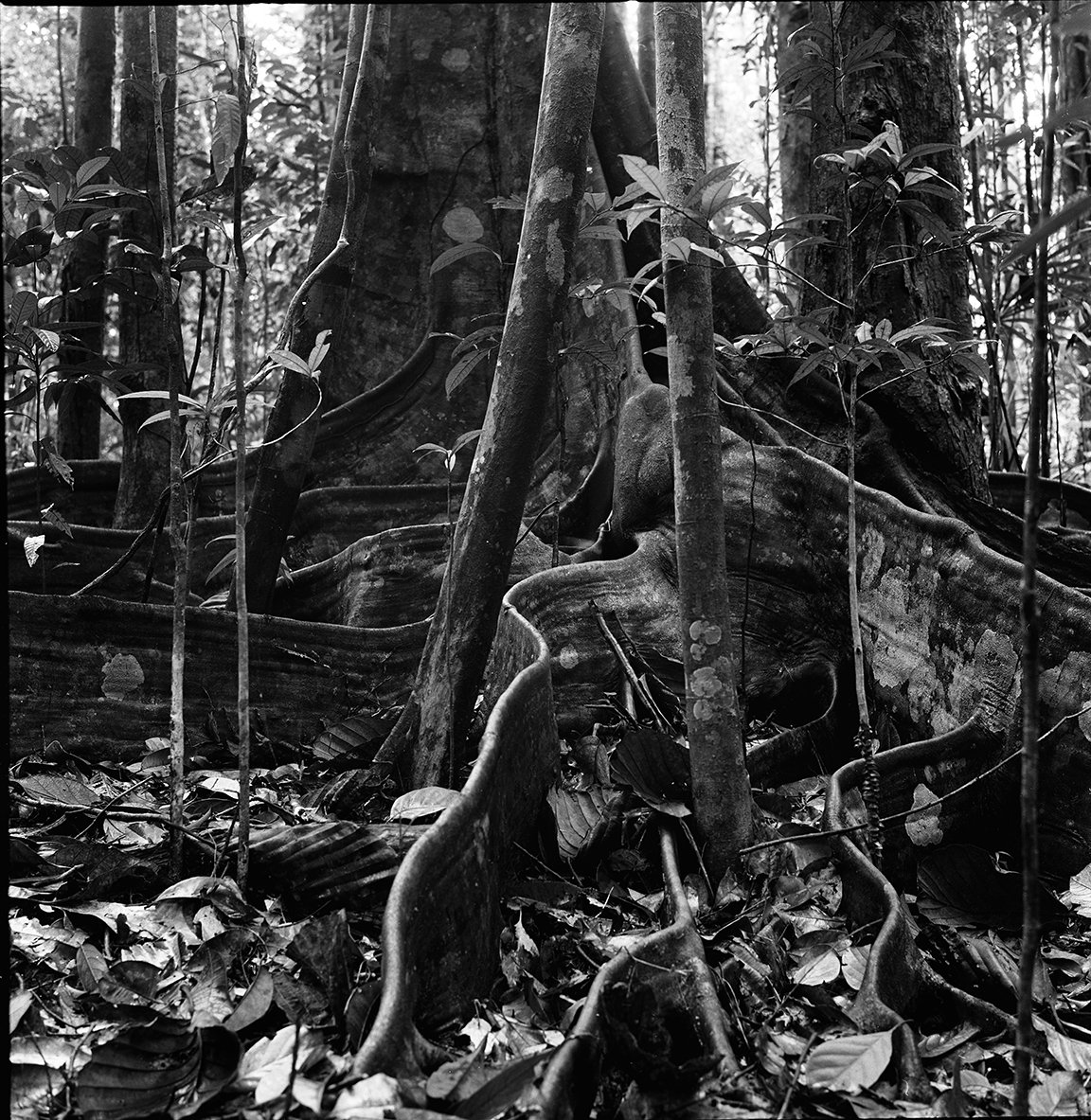What the Trees Said