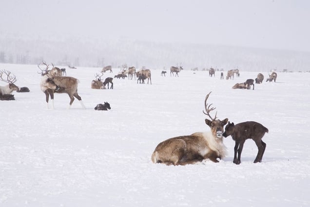 During calving, reindeer keep watch to protect the young from the predators. Cherskiy. May, 2008 © Evgenia Arbugaeva