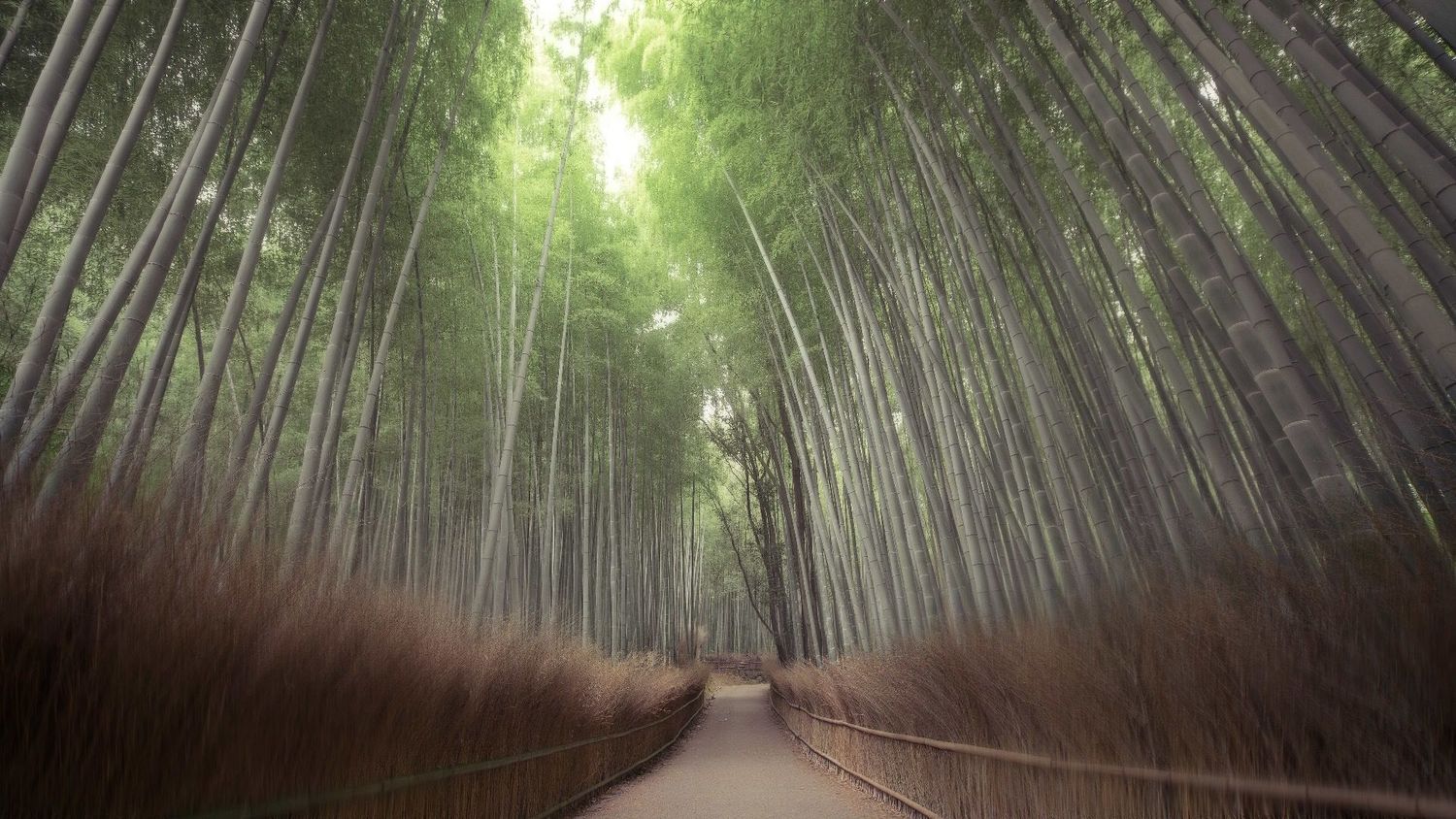 Sleeping Giants, Weeping Plums: Japanese Landscape Photography