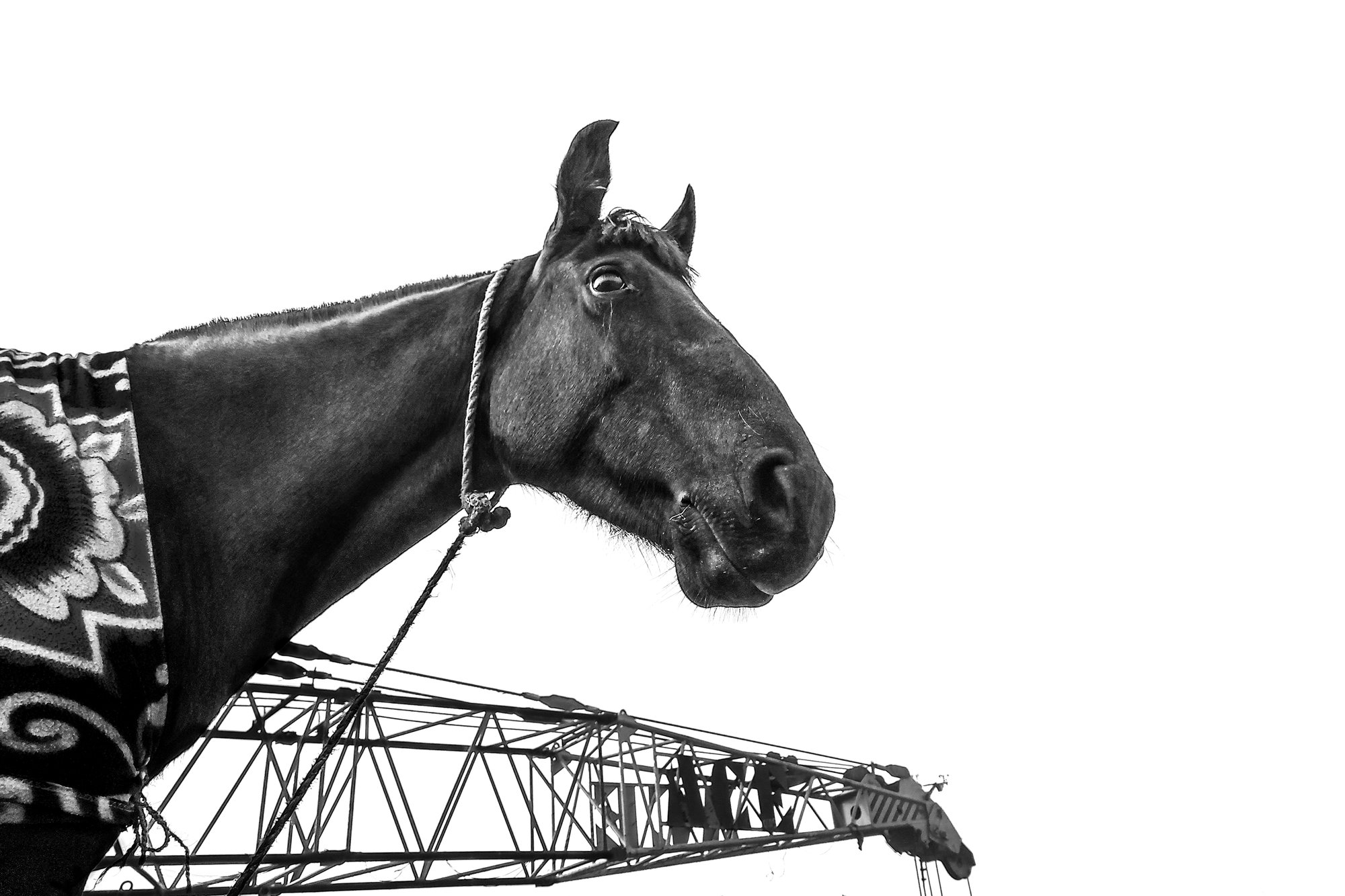 Accidental Twin, Where Horses Emerge