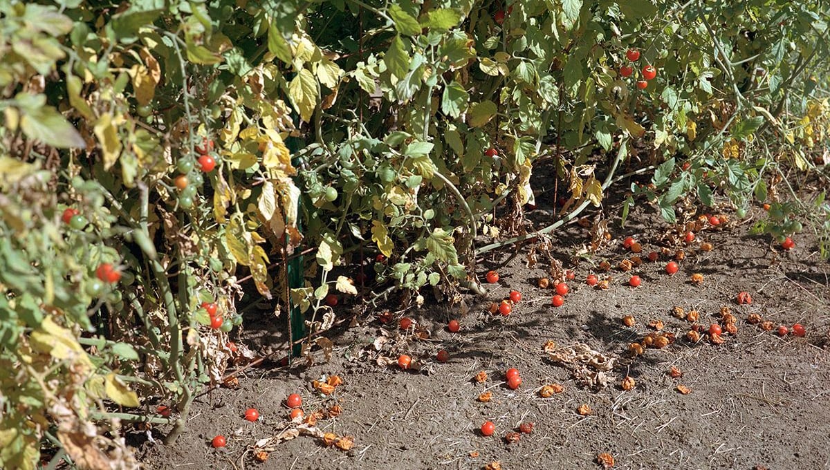 Tomatoes