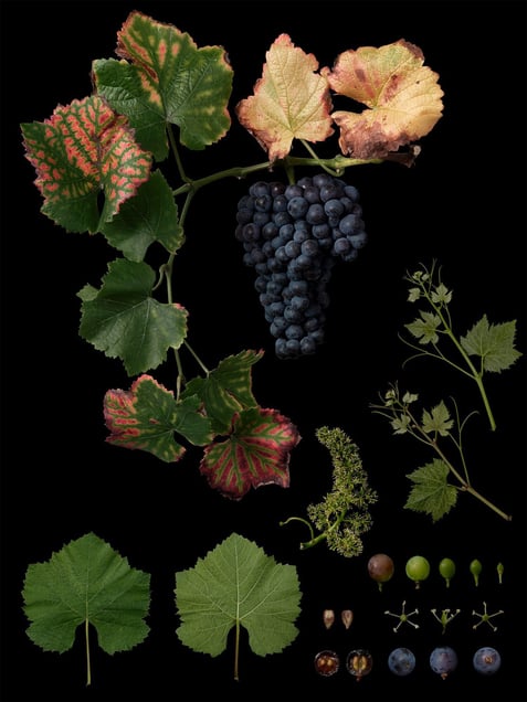 Vitis vinifera 'Pinot Noir'