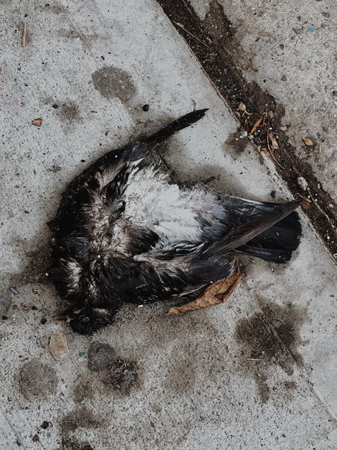 Death