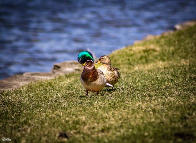Mallard IX