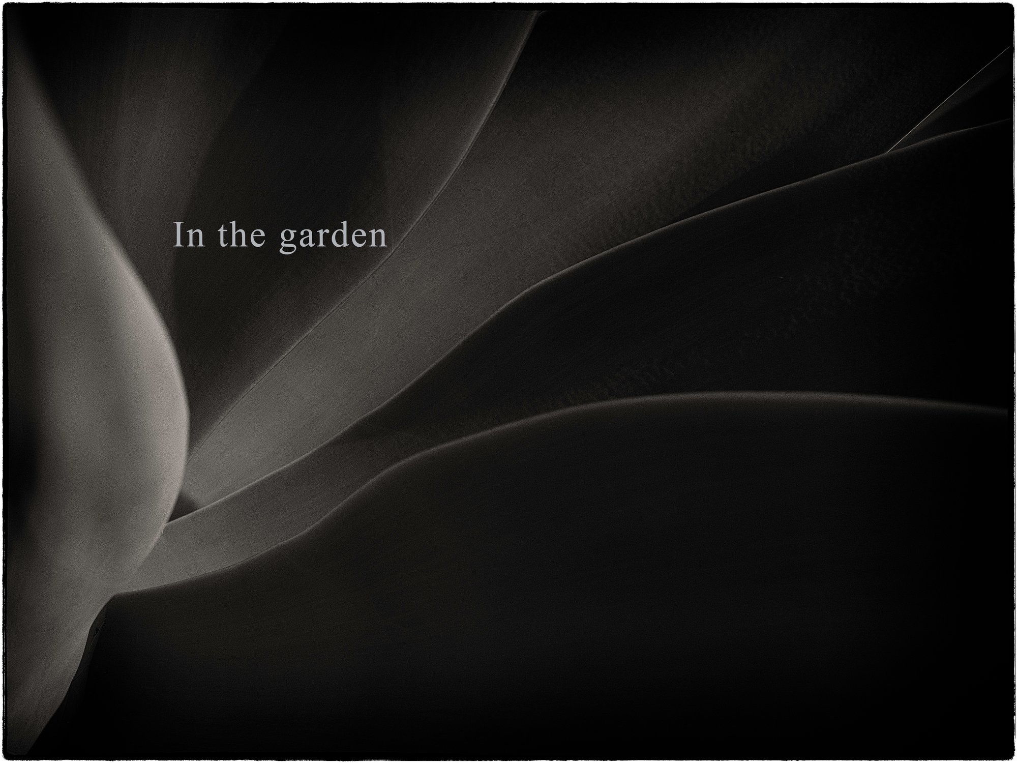 In the Garden