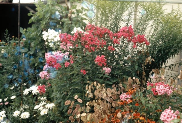 Bill's Sweet William. From the exhibition "Landscapes" © Tom Wood