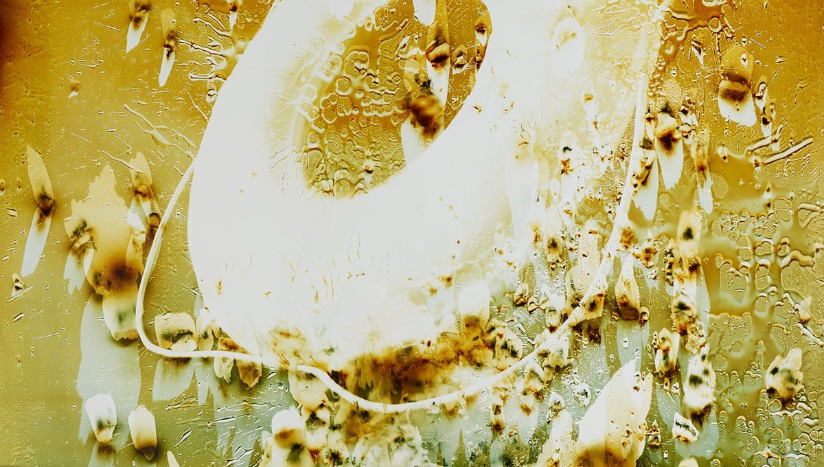 Lifesaver, 2015. Chromogenic photogram, 56.25 x 40 inches (142.9 x 101.6 cm). Unique