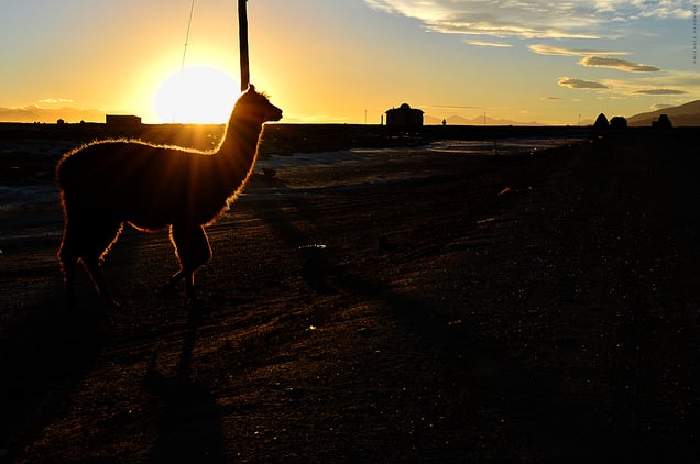 Llama crosses the Andean plain at sunset