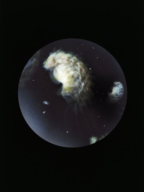 Pleurobrachia Stileucae. Specimen collected from Carrigaloe estuary, Cove of Cork, Ireland (Plastic flower partially burnt)