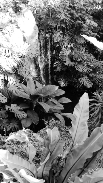 Like jungle series-2