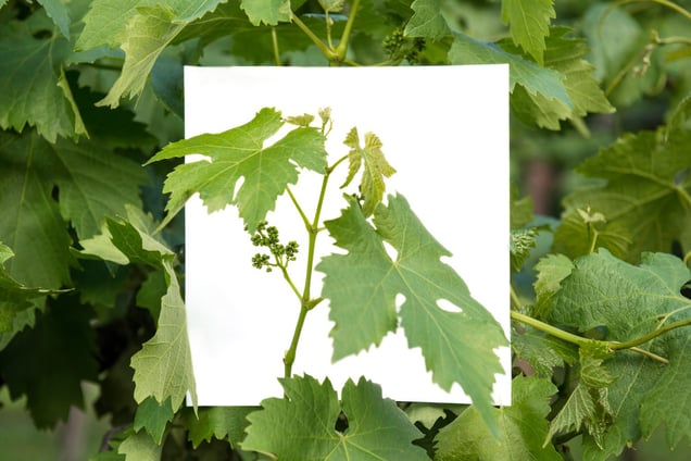 Stage: Veneto. Approximately 150 million bottles of Italian Prosecco are produced annually. As of 2008, 60 percent of all Prosecco is made in the Conegliano and Valdobbiadene area.