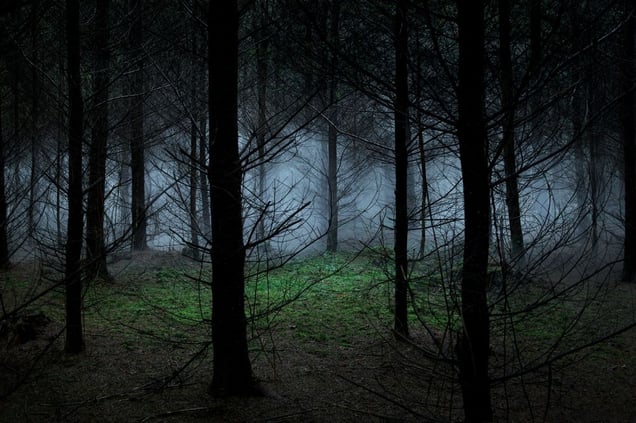 Between The Trees 8 © Ellie Davies