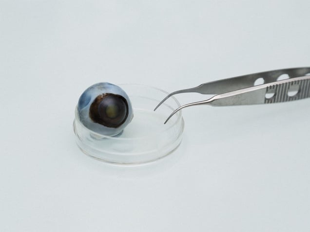 Center of Research for Physiopathology of Ocular Diseases: Therapeutic Innovations © B. Bellabas, courtesy of ENSP/INSERM