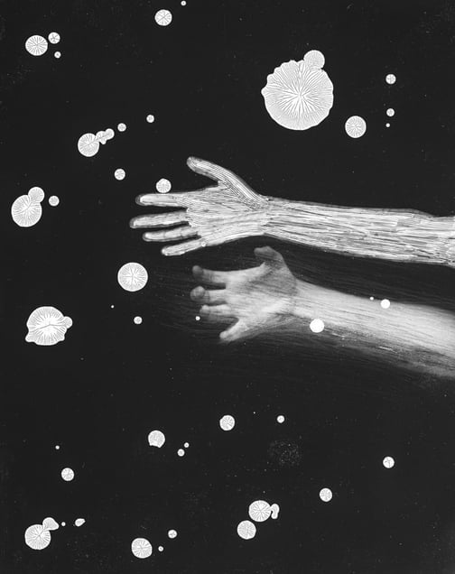 © Michael Donnor