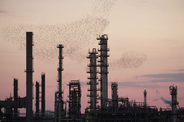 From the series "Refinery Flocks" © Massimo Cristaldi