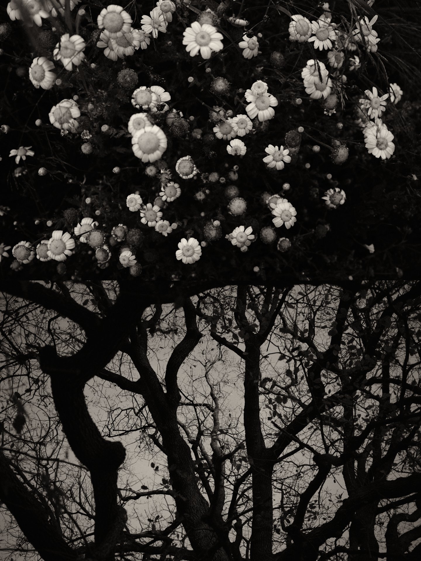 Gaia: New Diptychs - Photographs and text by Jaume Llorens
