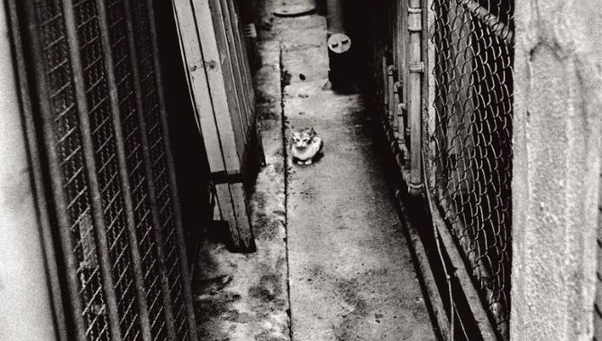 "Anders Petersen par Christian Caujolle" from the collection "juste entre nous" © Anders Petersen