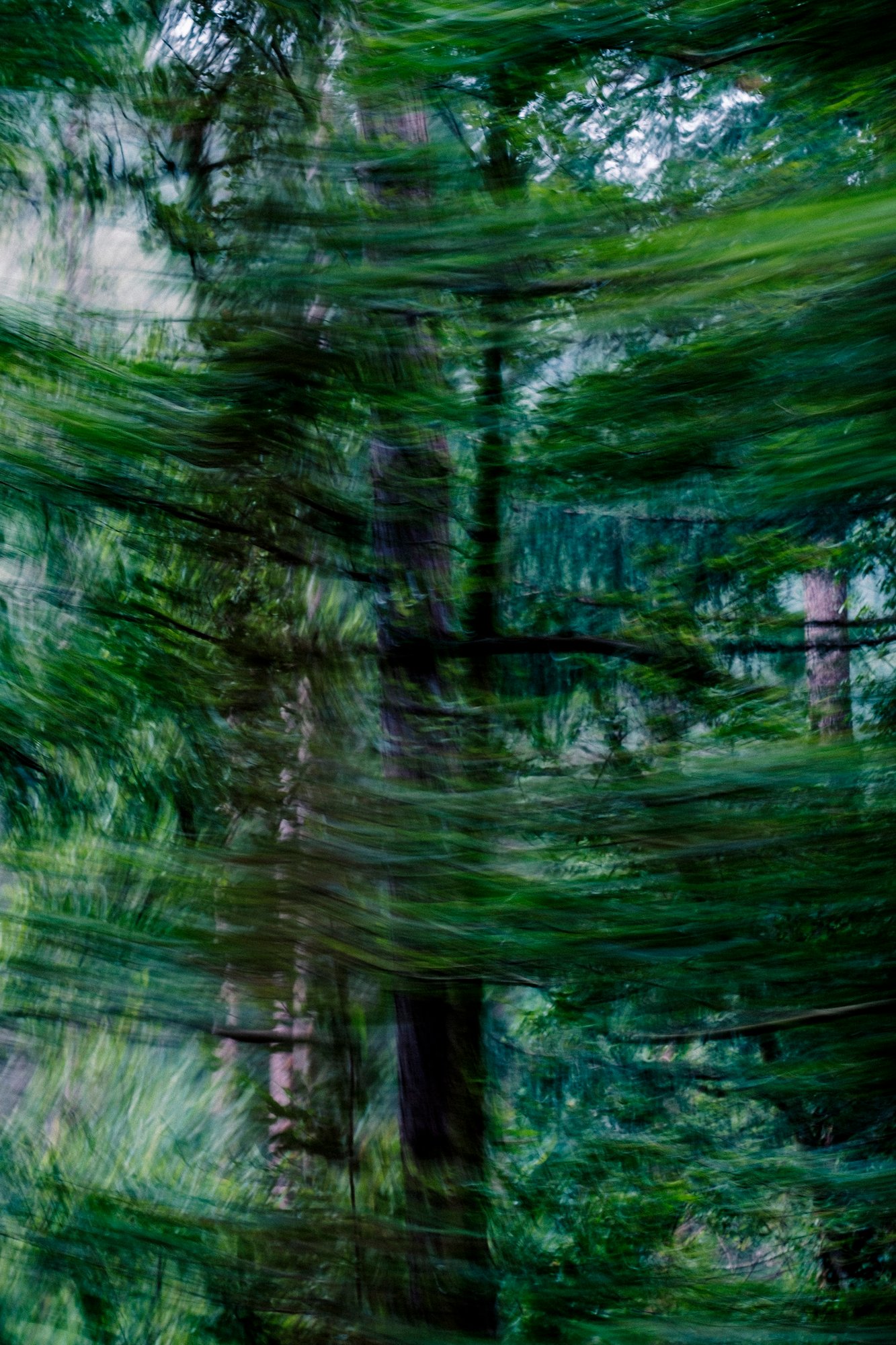 Woodlands Swells