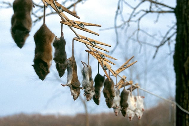 Not A Creature Was Stirring, 2002