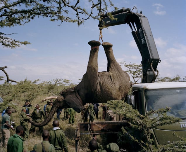 elephant relocation # II, ol pejeta conservancy, northern kenya-from the series 'with butterflies and warriors'-David Chancellor