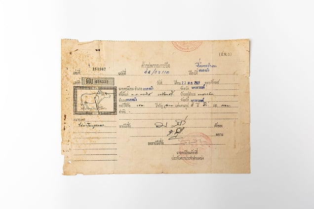 Tax receipt for the buffalo she rode around Government House from Pornpet Muensri's archive.