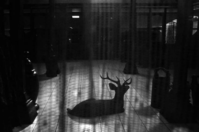 Recollecting Dream
