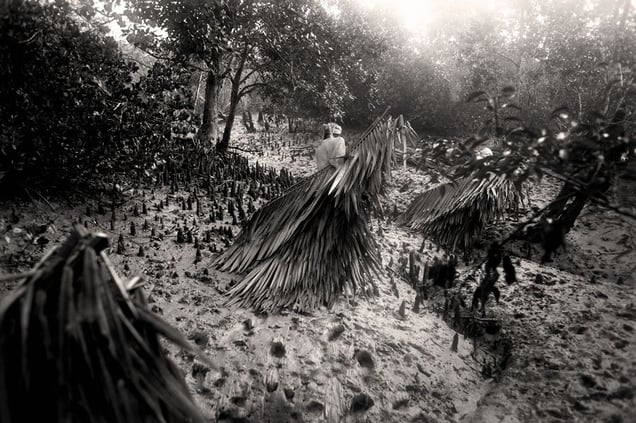 A collector drags golpata, cut from deep in the Mangrove forest, back to the boat. Sunderban, Satkhira. © Munem Wasif/VU'