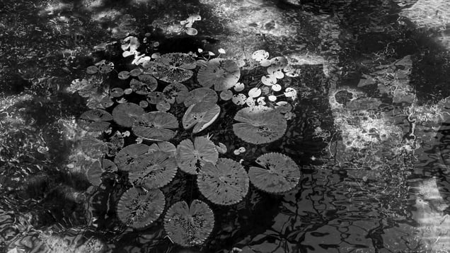 Impermanence on the Lotus Pond