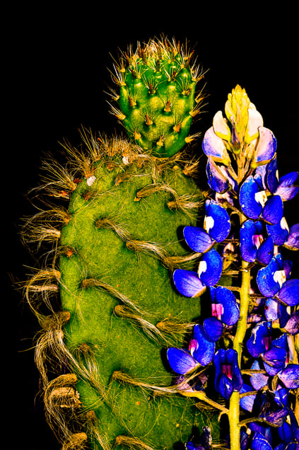 Opposites Attract... Love's Passion