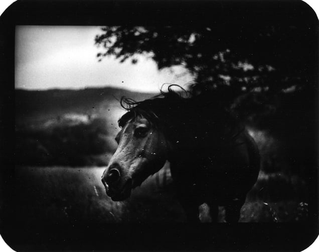 "Untitled" (Horse Shaking Head), 2006 © Giacomo Brunelli
