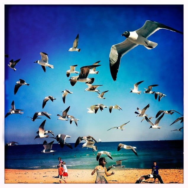 The Birds, Fort Lauderdale, FL